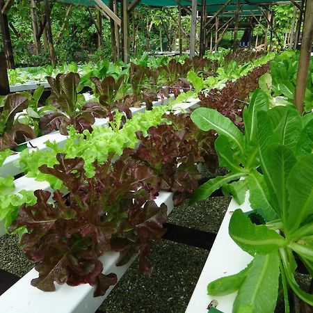 Aganoa Lodge Samoa Salelologa Eksteriør billede
